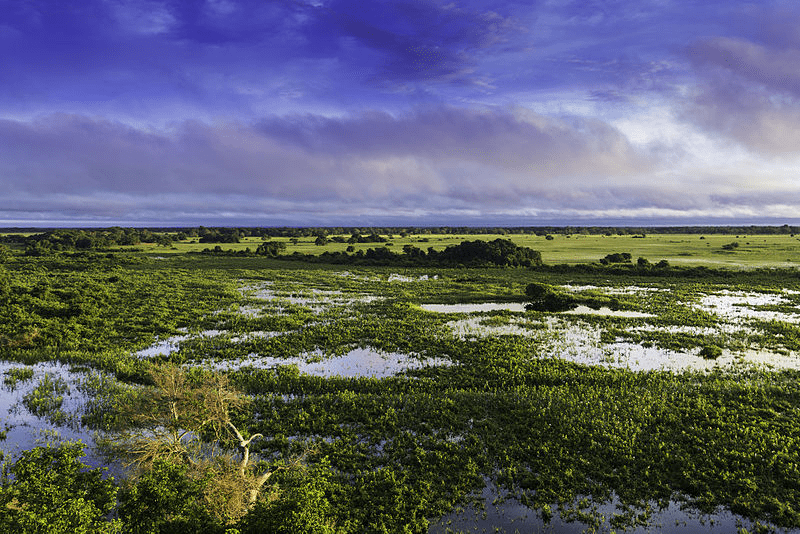 Pantanal / MS