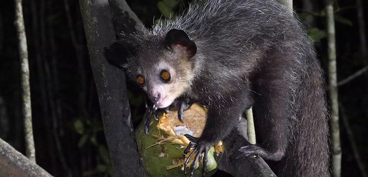 O Aie-aie é um dos animais mais exóticos encontrados na natureza