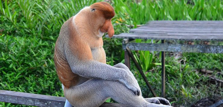 Entre os primatas, o macaco-narigudo é um dos animais mais exóticos