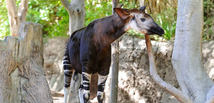 O ocapi é uma mistura exótica de cavalo, zebra e girafa.