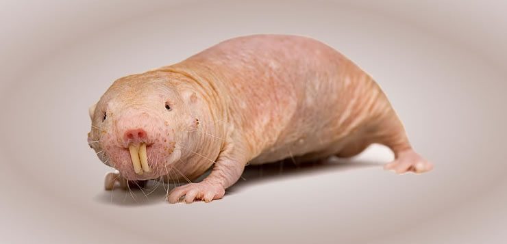 De aparência exótica, o rato toupeira possui o corpo arredondado, dentes expostos e pequenas patas 