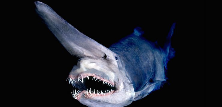 O tubarão duende se destaca por ter nariz comprido e achatado localizado sobre a cabeça