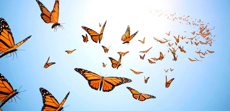 Migração das borboletas monarcas
