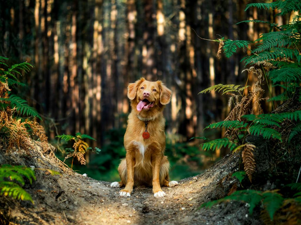 Cachorro feliz sentado em um bosque no meio de uma floresta
